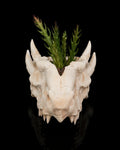 Deathroot - Planter